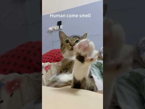 猫の動画サムネイル - please smell hooman