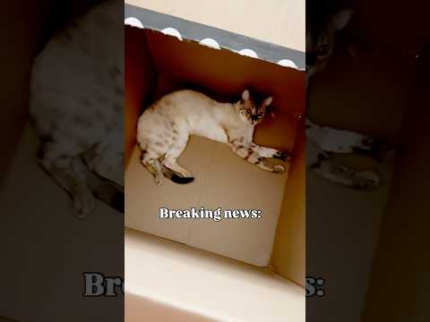 This Box Is Now a 5-Star Cat Hotel