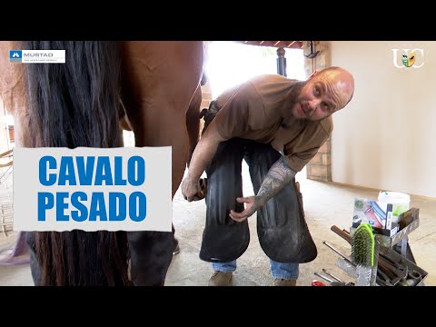 Se o cavalo é pesado, influi no ferrageamento?