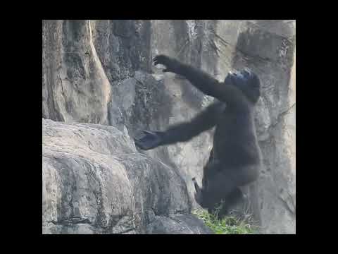 台北動物園の銀背大猩猩リンドゴのかわいい4歳の姿をご紹介 サムネイル