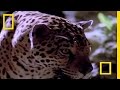 Jaguar: The Jungle Predator