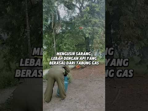 Cara Extreme Mengusir Sarang Tawon !!