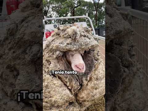 Sufrió para evitar que lo raparan #animales #shorts