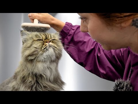 This Cat Woke Up and Chose Violence 😬