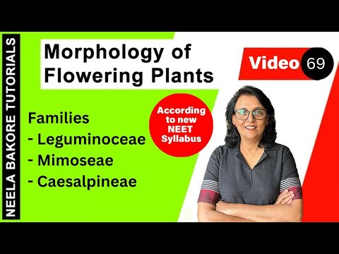 Families - Leguminoceae,  Mimoseae and Caesalpineae | Morphology of Flowering Plants | NEET 2024