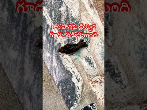 గాలివానకు పిచ్చుక గూడు పడిపోయింది #sparrow #villagelife #village #rain #rainyday #birds #shorts #yt