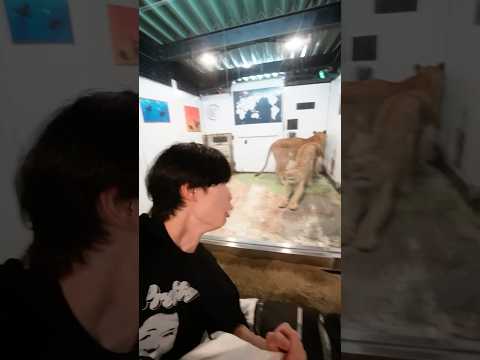 ライオンと寝てみた結果…