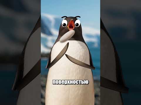 #доктордельфин