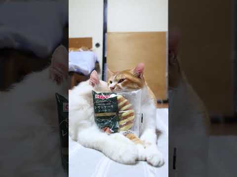 瀬戸内レモンのピューレを活かしたレモンケーキドーナツと癒しの猫動画 サムネイル
