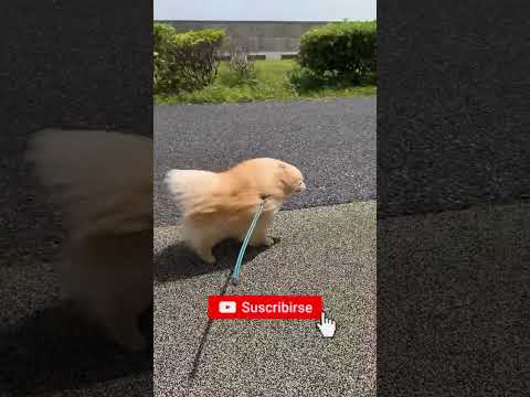 ya vio Pomerania contra el viento ?