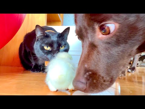 猫の動画サムネイル - 赤ちゃん好きな猫がひよこに近づくとワンコの反応はこうなった