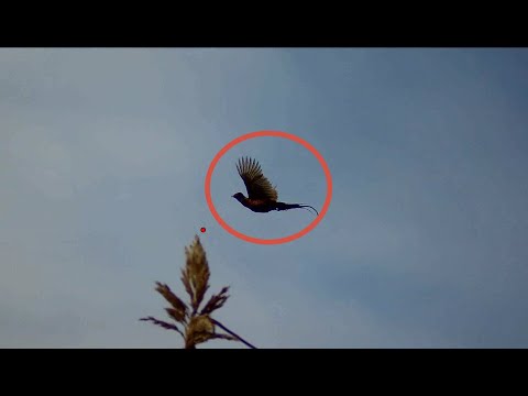 Охота на фазана с дратхааром. Воспитание и дрессировка.