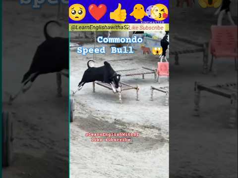 bull | mandi 2025 | eid ul azha 2025 | eid ul azha status | mast cow | unloading | bakra mandi