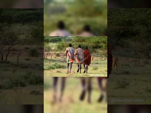 👨🏾 3 Men Walk to 15 Lions‼️🦁🥩 #real #animals #lion #hunting
