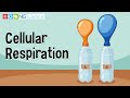 Exploring Cellular Respiration in Yeast