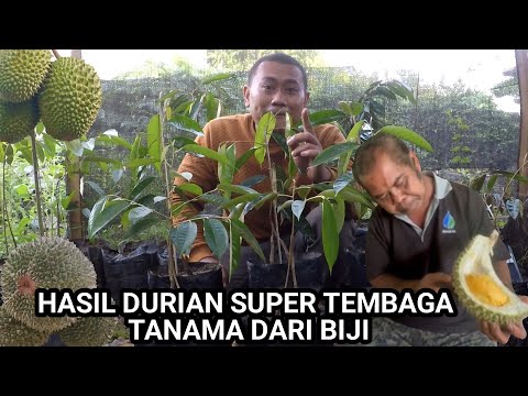 Hasil Tanam  Biji Durian Super Tembaga