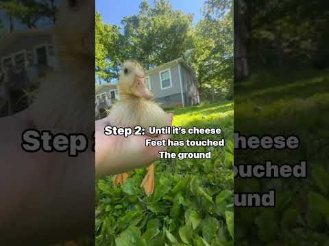 How to unpick up a duck. ​⁠@wrinkletheduck ￼