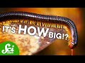 Extinction Factors and Body Size of Prehistoric Animals