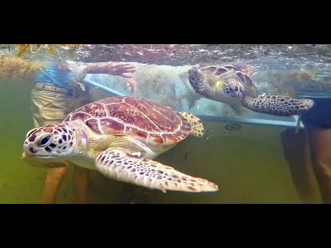 Sea Turtles' Release Helps Mark Earth Day in the Florida Keys