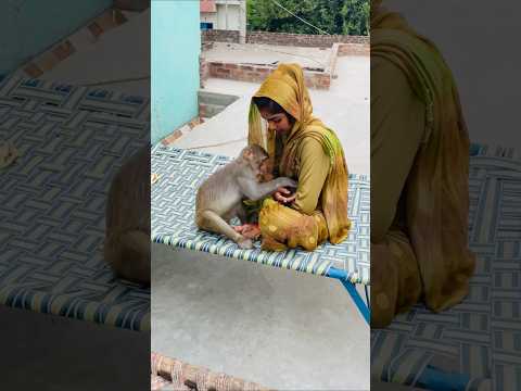 How babu searching banana funny video #monkeychallenge #funnyclip #monkeyclip #cute