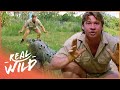 Crocodile Conservation and Behavior