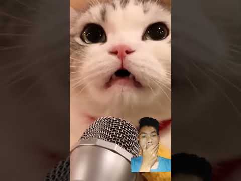 anabul lagi karoke#animals #kucing #kuislucu