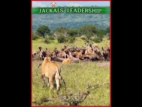 Lion, king of the region ☠️ #edit #animals #viralvideo