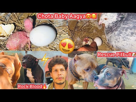 Newborn Chota Baby Aagya🥰Anda Se Bhar Live Dekha🥚Rock Ki Bloodline Ka Puppy Ghar Aya🐶Rock Se Milna🔥