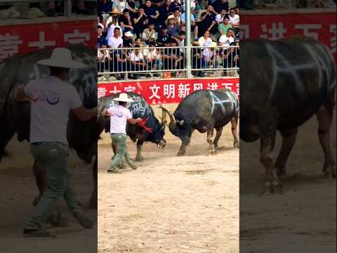 Buffalo Bulls vs Buffalo Bulls: Who Will Dominate the Court? bull vs bull #shortvideo #shorts