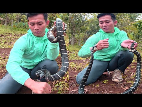 TEST GIGITAN ULAR BELANG BERBISA! 4 X Digigit Darah sampai Ngocor! Efeknya Ternyata Ngeri!Snake Bite