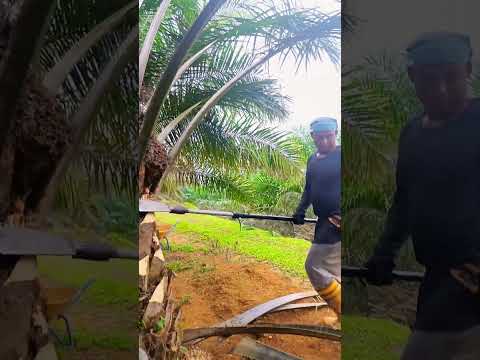 কালের জন্য 700 ফল কেটেছে আজকে আমাদের বলেছে 700 ফল কেটে তবে ঘরে যাবে। #মালয়েশিয়া #পাম বাগান#