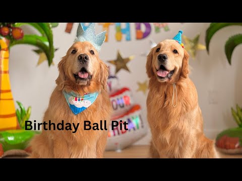 Golden Retriever Has A Ball Pit For Birthday