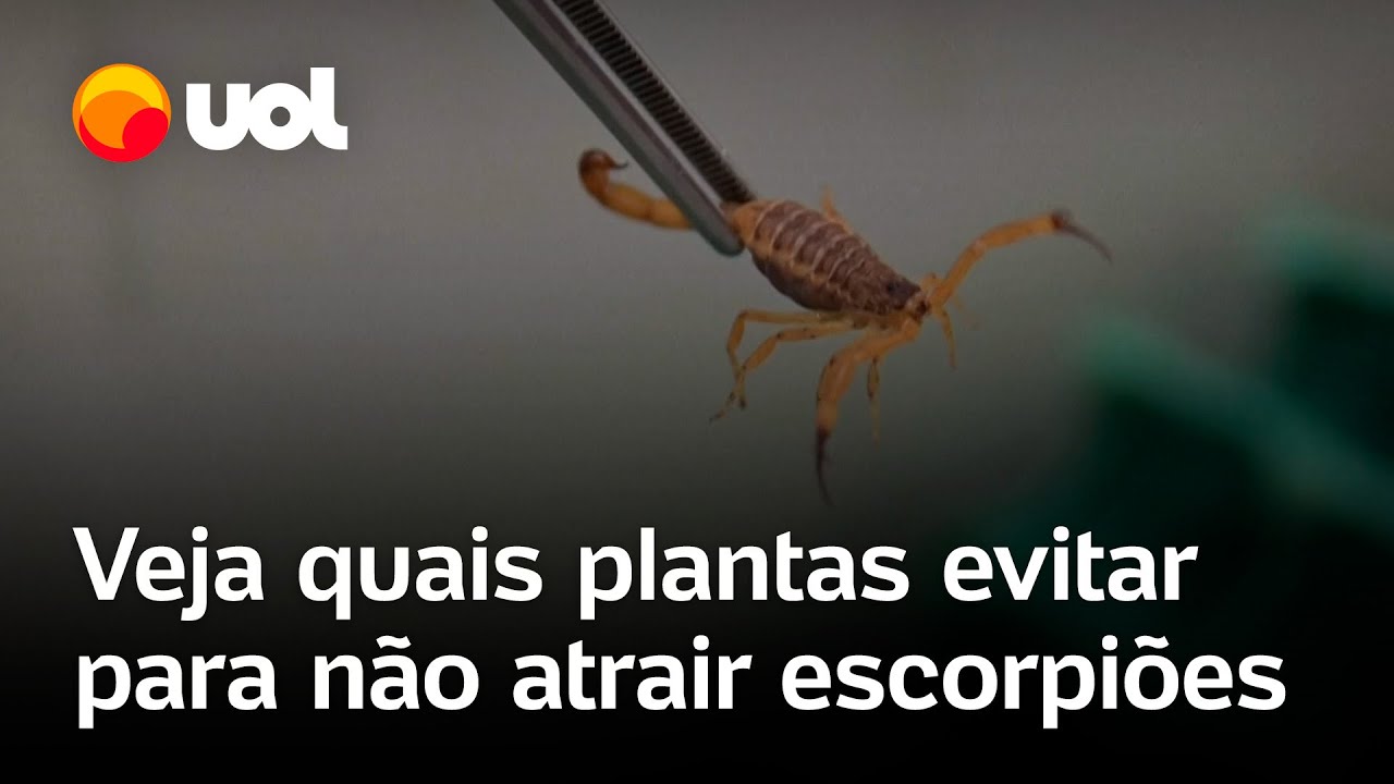 Escorpião em casa: veja quais plantas evitar para não atrair o animal venenoso; confira