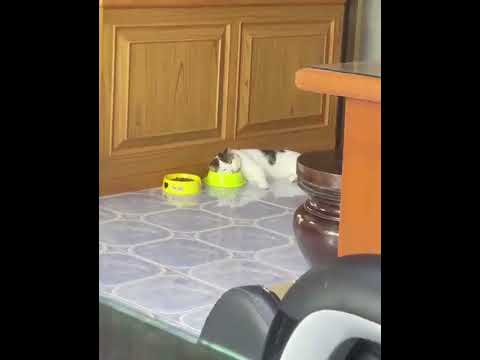 Hilarious Cat Eating and Sleeping Moments! 🍽️💤😹