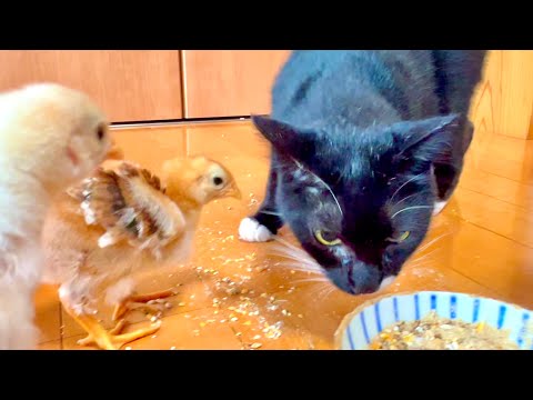 一気に大きくなったスーパーのヒヨコと猫が対面すると。。