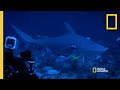 Shark Measurement and Behavior