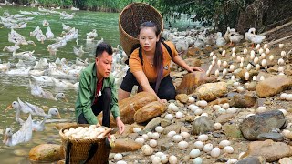 How to harvest duck eggs and bamboo shoots l Lý Thị Sai