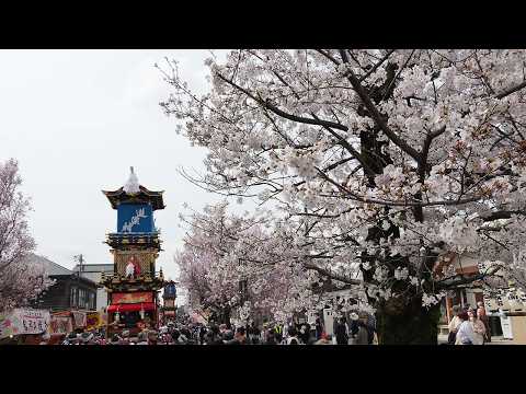 犬山祭（試楽祭）　満開の桜の下で