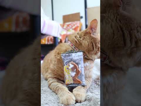 猫の動画サムネイル - もっちりたい焼き（クリーム）　250708　#ねこ　#のせ猫　 #cat #cute #ネコ #猫のいる暮らし　　 #ねこ　 #kitten #cutecat #animals
