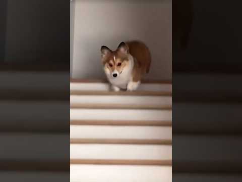 Dog’s got zero stress in life 🤣🐶 #dog #funny #pets #memes