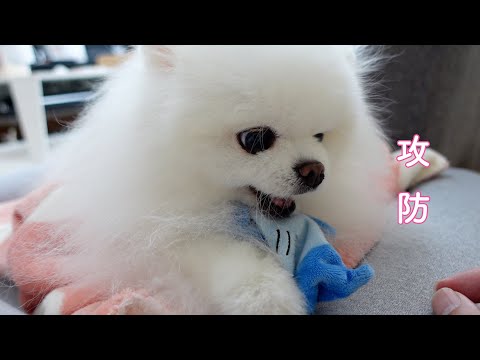 絶対に玩具を取られたくないポメラニアンと喧嘩になりました