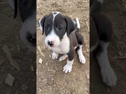 “My Dog’s Having an Attitude Today 😆🐾”