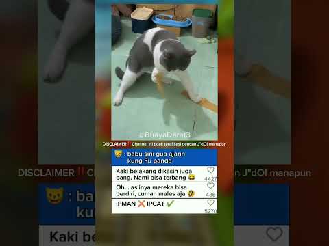 🐱 : babu sini gua ajarin kung Fu panda