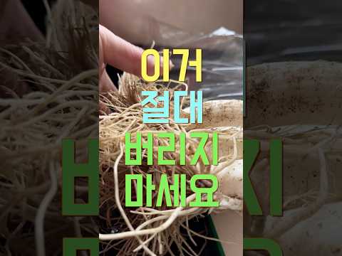 여러분! 이거 절대 버리지 마세요~ #대파 #리필 #힐링