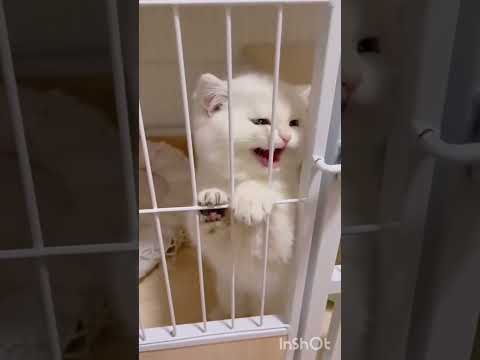 INI YANG TERJADI JIKA KUCINC PELIHARAAN SELALU DIKANDANGKAN