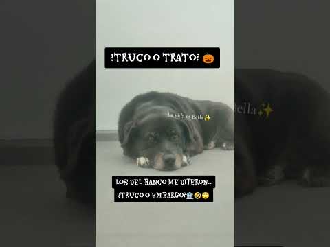 ¿Embargo?🏦#memesviral #halloween #perros #banco #trucos #embargos #deuda #humor #humorperros