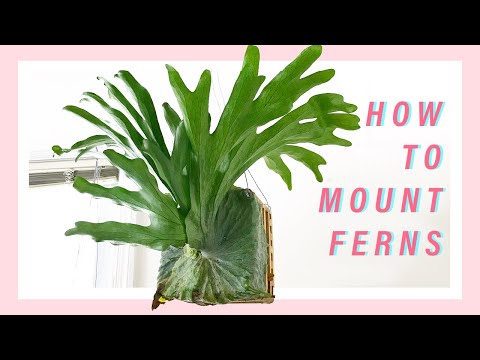 How to Mount a Staghorn Fern | Easy and Affordable Hanging Plant