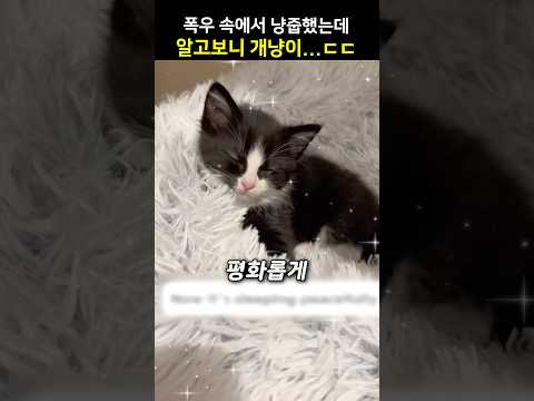 폭우 속에서 냥줍했는데 알고보니 개냥이..ㄷㄷ