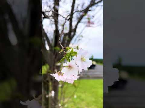 【栃木県小山市】10月に桜が開花!