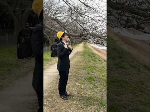 【松伏町】3/27(金)〜 古利根川桜まつりを開催します #shorts #松伏町 #桜 #まつり #ちょうちん
